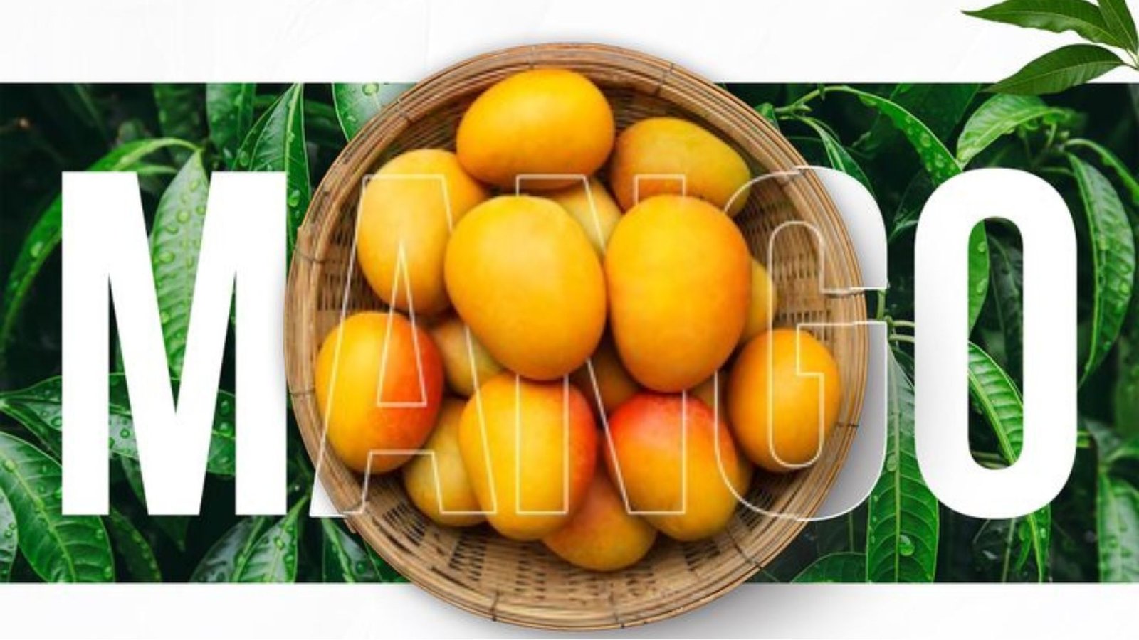 Savani Farms